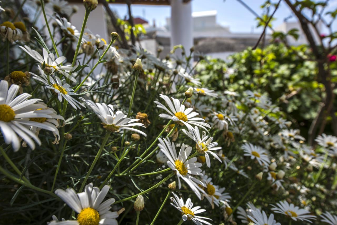 الشقق الفندقية Foinikiáفي  فاف إكو ريزدنس الغرفة الصورة
